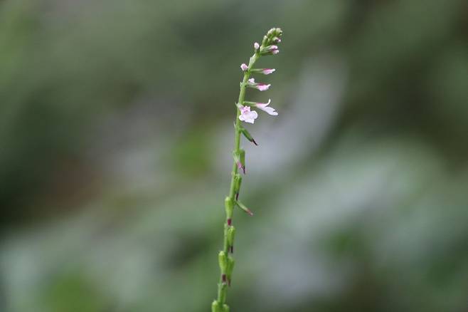 파리풀. 열매 끝에 갈고리가 있다.