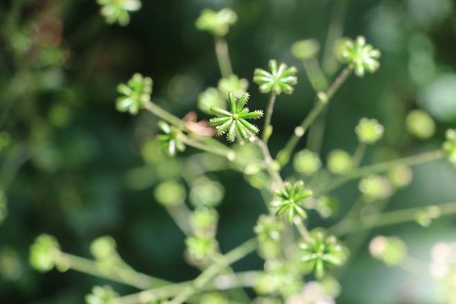 멸가치 열매. 방사상 열매 끝에 끈적이는 갈고리가 있다.