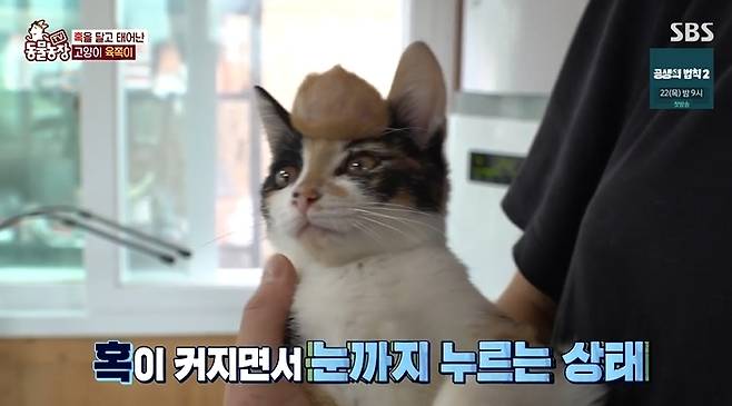 What about the secret of the super bump that covers baby Cats forehead?On September 18th, SBS Animal Farm revealed the story of Cat s six sides with a super large bump covering the forehead.Baby Cat six teeth had a very small bump on her forehead from birth.Over time, it would naturally disappear, but as the size grew, the lump grew together, and now it is big enough to be a night, and it is now covering the forehead of six sides.Fortunately, the six sides are only wearing a bump on their head, and they are playing well, eating well, and being very active.However, as the bump grows bigger and the eyes are pressed, the vision is getting narrower, and in recent years, the time spent alone has increased rather than playing with the brothers.As a result of hospital treatment, the Identity of the hump was Brain in the six sides.The shocking result that Brain came out was that the guardians took the six-sided to a large hospital in Seoul and decided to perform surgery.The exact name of the disease is Brain, which is a bottle of water in the empty space with a hole in the brain.