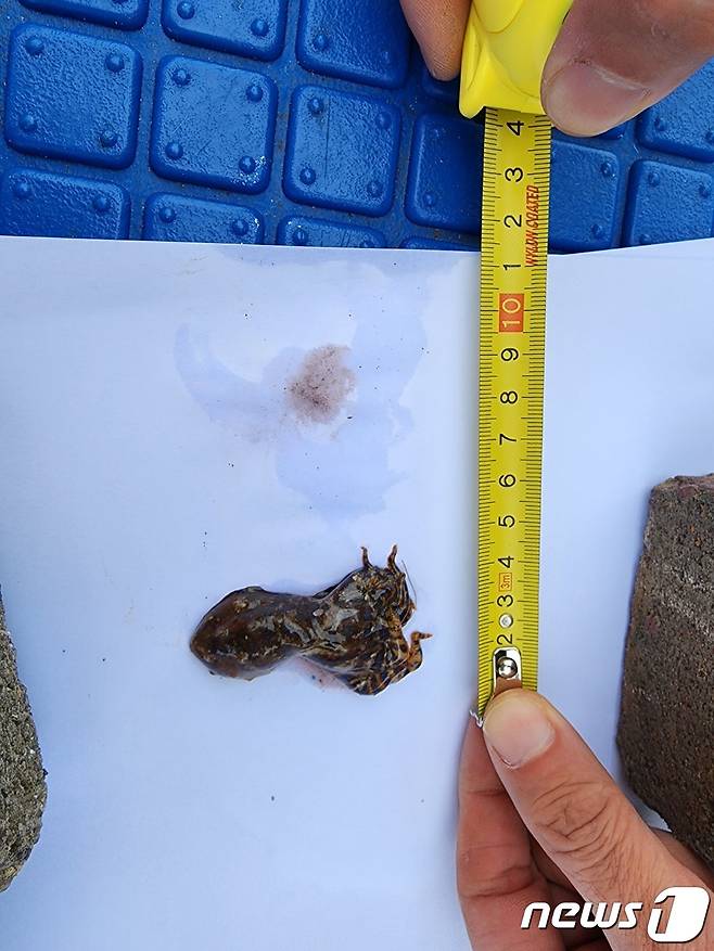 지난 21일 오후 제주시 김녕해수욕장 해상에서 발견된 파란고리문어.(제주해양경찰서 제공)