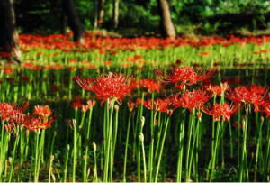 보령시 성주산자연휴양림 : 보령시 성주산자연휴양림에 꽃망울을 활짝 터뜨린 꽃무릇. 보령시 제공