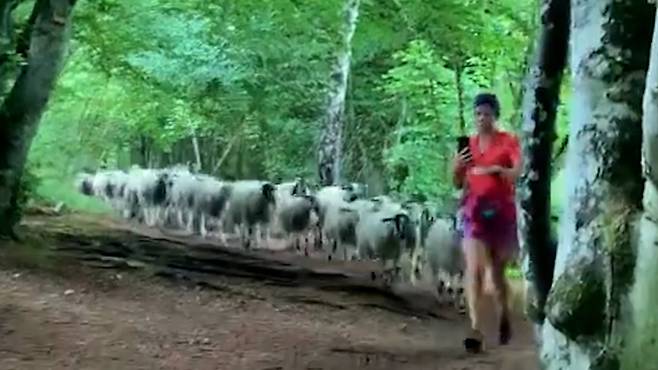 숲에서 길 잃은 100마리 양떼가 조깅하던 여성을 우연히 만나자 그녀가 양치기인양 졸졸 따라다니는 기이한 장면이 벌어졌다. 출처: 인스타그램 elea_gram *재판매 및 DB 금지