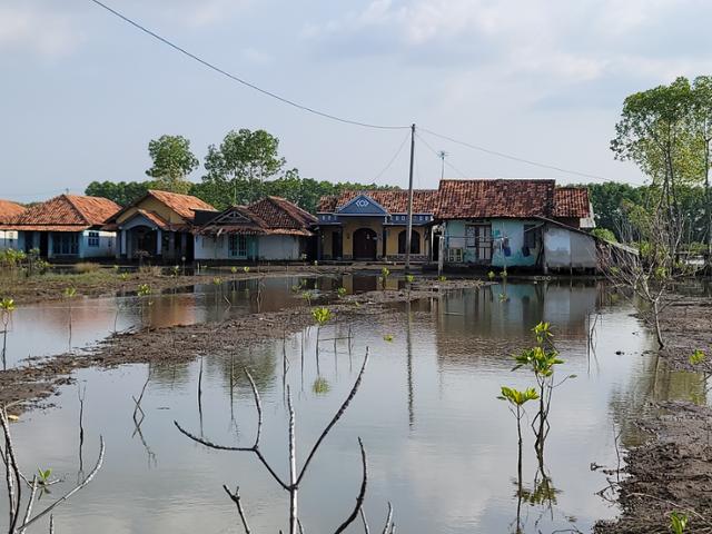 바닷물이 들어온 인도네시아 중부자와주 어촌 마을. 재스민밭은 사라지고 주민들은 집을 버리고 다른 마을로 이주했다. 프칼롱안=연합뉴스