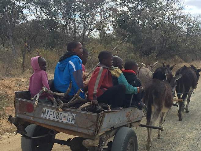 당나귀들이 끌고 있는 경운기 짐칸에 탄 보츠와나 어린이들. 보츠와나 시골에서 땔감이나 농작물을 운반할 때 흔히 볼 수 있는 모습이라고 한다. 가족인베스먼트 제공