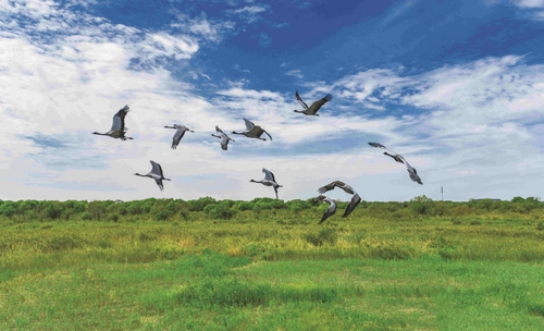 황하 삼각주 국가자연보호구역을 날아다니는 황새와 두루미