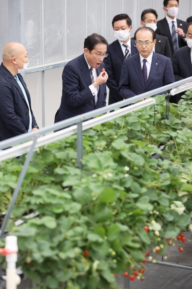 기시다 후미오 일본 총리가 지난해 10월 17일 후쿠시마 제1원자력발전소를 시찰한 뒤, 후쿠시마의 한 딸기 농장에서 직접 딸기를 맛보고 있다. 연합뉴스