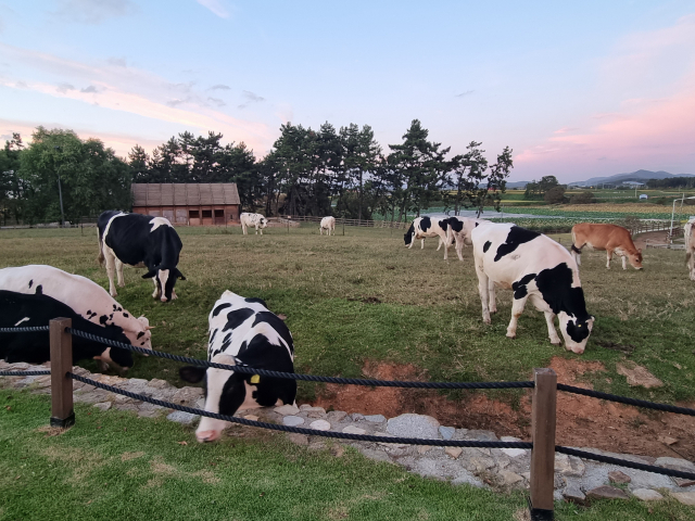 상하농원에서 키우는 젖소들이 풀을 뜯고 있다. 사진 제공=상하농원