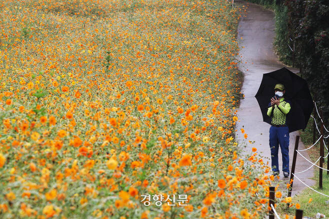 가을비가 내린 지난 3일, 한 시민이 서울 송파구 올림픽공원 들꽃마루에서 황화 코스모스를 둘러보고 있다. 한수빈 기자