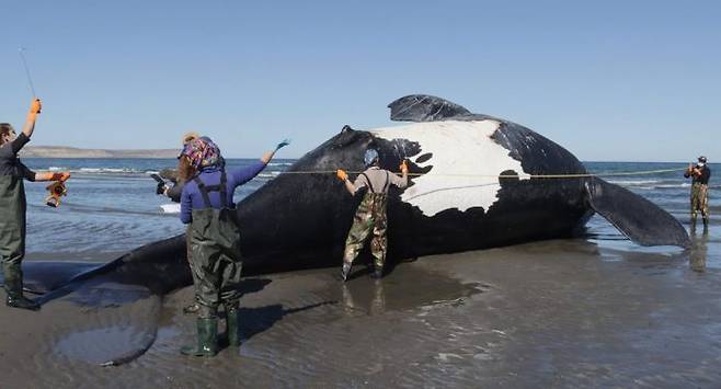 사진=조사반이 발견된 고래 사체를 살펴보고 있다