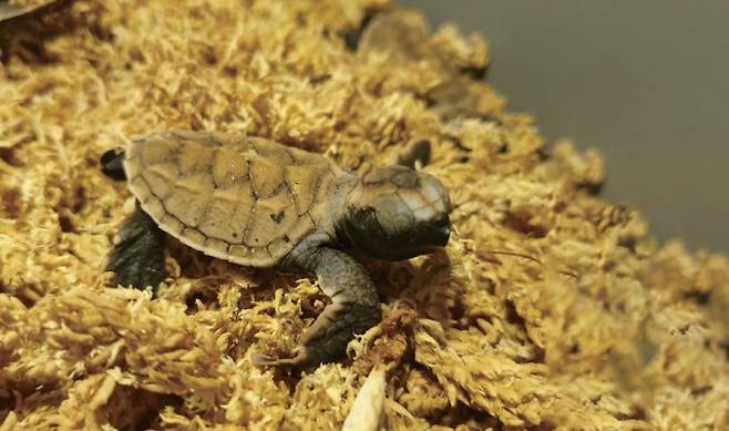 2019년 아쿠아플라넷 여수에서 인공증식으로 태어난 매부리바다거북 세 마리는 이번 방류에서 처음 바다를 만났다. 아쿠아플라넷 여수 제공