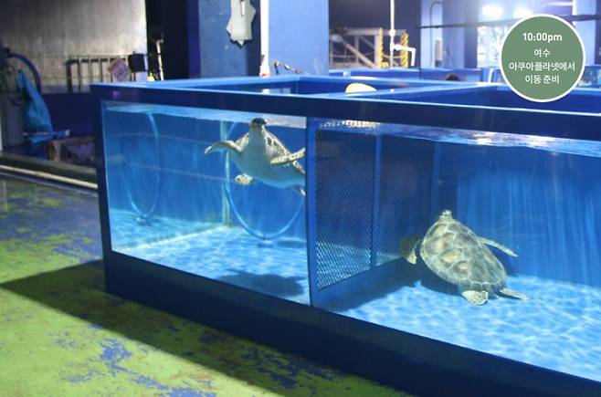 해양생물 서식지 외 보전기관인 아쿠아플라넷 여수는 현재 바다거북 33마리를 보호하고 있다. 제주=김소연기자 lecia@donga.com