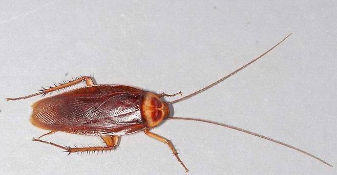 바퀴의 긴 더듬이는 감각과 교신을 하는 핵심 기관이다. 바퀴가 수억년 동안 번성할 수 있었던 동력 중 하나다. /미국 메인주 홈페이지