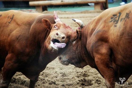 소싸움 대회 모습. 출처: 동물자유연대