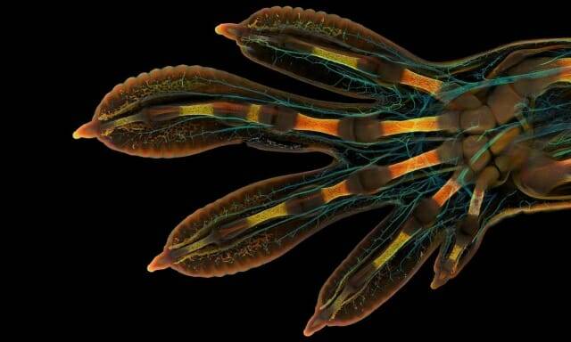 사진= Grigorii Timin/ Nikon Small WOrld