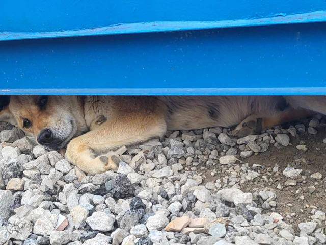 공사장 컨테이너 밑에 새끼를 낳고 돌봐온 진순이. 고아라씨 제공
