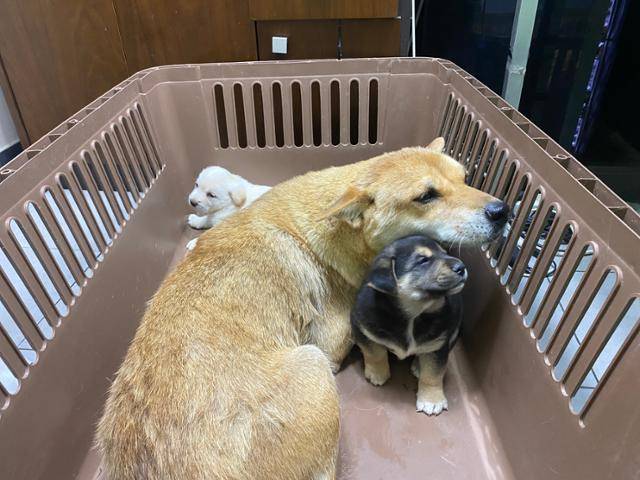 진순이는 포획틀 내 새끼를 향해 안으로 들어왔다. 카라 제공