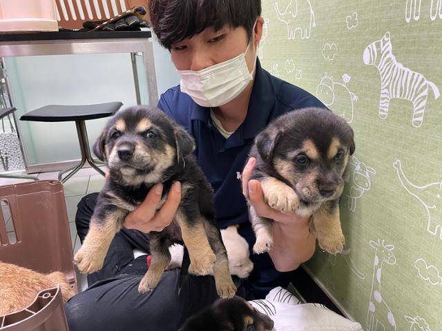 카라 활동가가 진순이 새끼를 안아보고 있다. 카라 제공