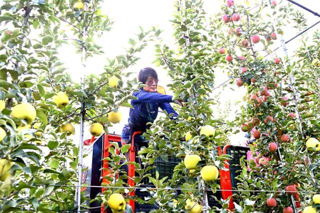 한 농민이 리프트에 올라탄 채 청송사과를 수확하고 있다. 청송군 제공