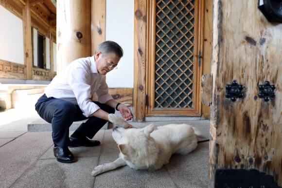 문재인 전 대통령이 지난 2018년 청와대 관저에서 김정은 위원장이 선물한 풍산개 ‘송강’과 ‘곰이’를 만나고 있다. 2018.10.05 청와대사진기자단