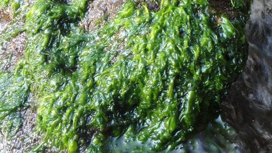 얼핏 이끼처럼 보이지만, 가까이 보면 잎이 형태를 확연히 볼 수 있다. 사진 민물김연구센터