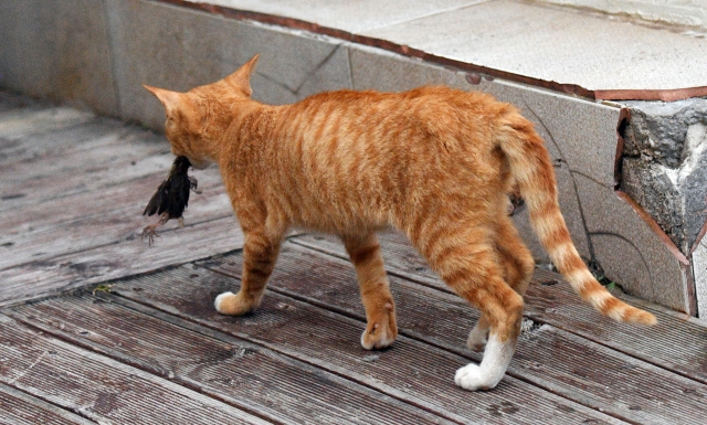 지난달 2일, 전남 신안군 흑산면 홍도리에 사는 한 고양이가 죽은 새의 사체를 물고 가고 있다. 홍도=이한형 기자