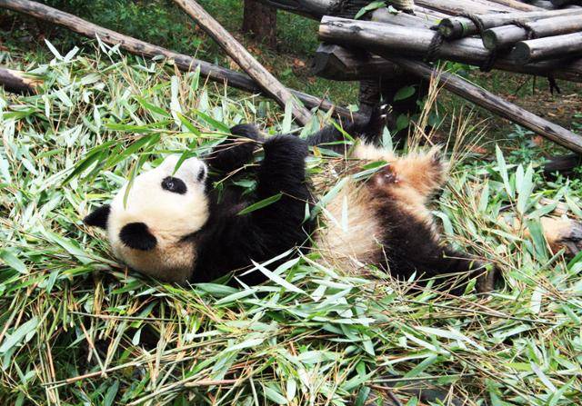 청두 팬더 번식연구기지의 다슝마오. ⓒ최종명