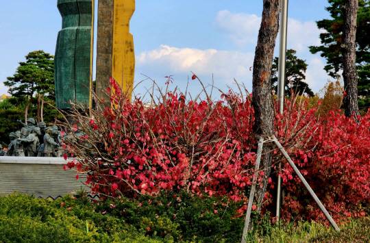 서울 용산 전쟁기념관의 6·25상징탑인 한국식 청동검과 생명나무 및 군인들 조형물 곁에서 가지가 화살촉을 닮은 화살나무 잎이 가을이 되자 불꽃처럼 붉게 타오르고 있다. 청동검은 유구한 역사, 생명나무는 평화와 번영을 상징한다.10월31일 촬영