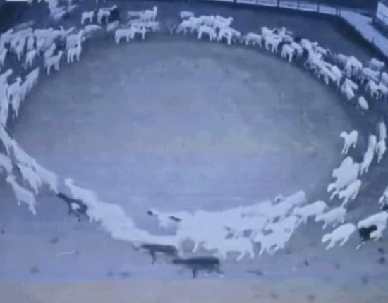 중국 네이멍구의 한 농장에서 양 떼가 12일째 원을 그리며 돌고 있다. /사진=뉴스1