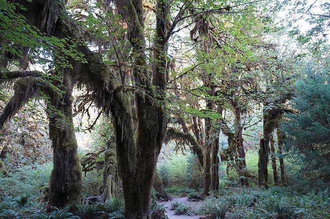 울창한 숲이 녹색 그늘을 만들어서 삼림욕하면서 걷기 좋은 솔덕 폭포 트레킹.