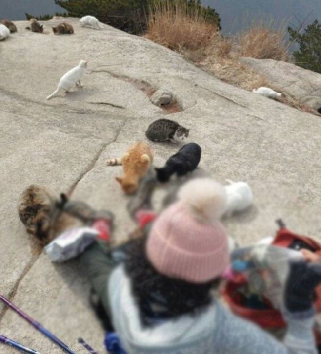 '북한산 캣맘'이란 제목으로 온라인 커뮤니티에 올라온 사진.