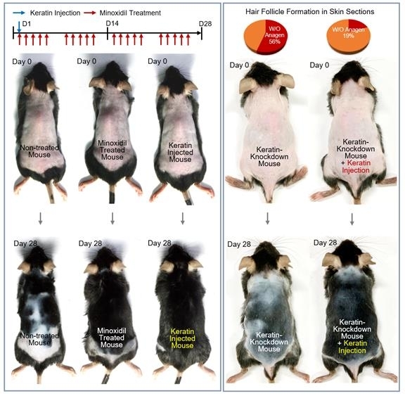 미녹시딜을 매일 바른 쥐(왼쪽 사진 가운데)와 케라틴을 1회 주사한 쥐(왼쪽 사진 오른쪽)를 28일 후 비교하자 케라틴을 주사한 쥐의 발모효과가 더 높은 것으로 나타났다. 외모근 상피세포에서 케라틴이 나오지 않도록 처리한 쥐에 케라틴을 주사하자(오른쪽 사진 오른쪽) 발모가 회복되는 모습이 보인다. 경희대 제공.