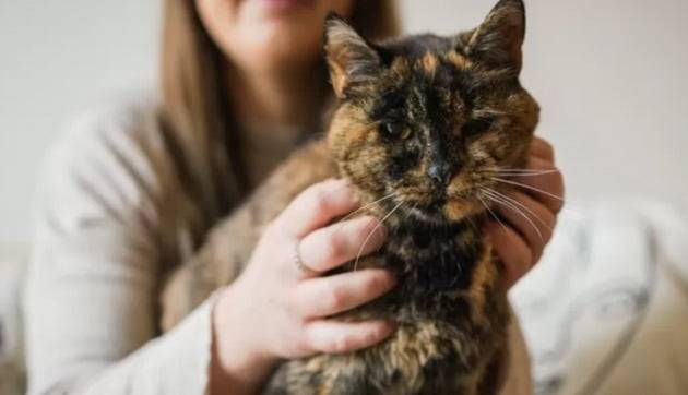 27세 고양이 플로시 / 사진 = 기네스북 월드 레코드 홈페이지