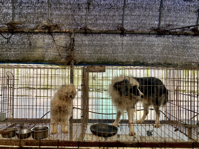 보더콜리(오른쪽) 한 마리가 동물보호법 규정에 못 미치는 좁은 케이지에 갇혀 있다. 유주희 기자