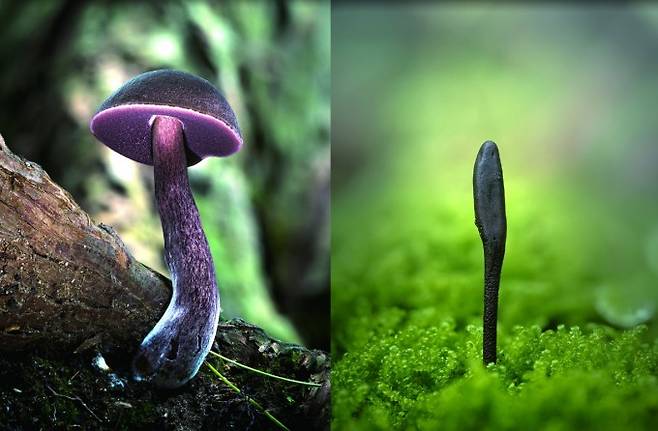 제주쓴맛그물버섯(좌), 민콩나물버섯(우). 박상영작가 제공