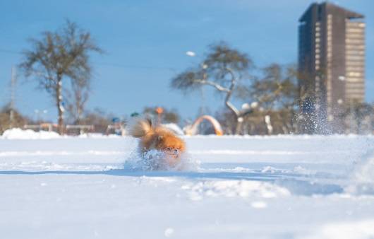 기온이 내려가면 반려견이 저체온증에 걸릴 위험이 높아진다ㅣ출처: 게티 이미지뱅크