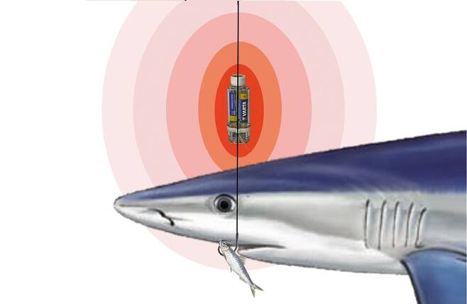 전기펄스를 방출해 낚시 미끼에 이끌리던 상어를 달아나게 만드는 장치가 개발됐다. 피시테크 마린 제공.