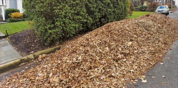 미국 버지니아주 폴스처치의 한 주택 앞에 3일(현지시간) 낙엽이 쌓여 있다. 청소회사에서 인력이 부족하다는 이유로 한 달 넘게 수거하지 않아서다.  정인설  특파원