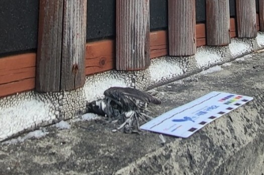 6일 인천 서구 국제대로 보도블럭에 있는 투명 방음벽 아래 7㎝ 크기 박새(추정)가 죽어있다. 이승욱기자