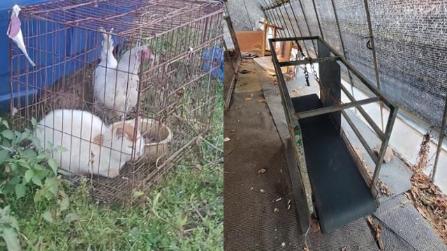 전북 부안군 동진면 고마제 저수지 인근 한 식당에 설치된 투견장에서 발견된 고양이와 닭(왼쪽). 이들은 러닝머신(오른쪽)을 뛰는 투견을 흥분시키는 용도로 러닝머신 앞에 놓여진다. 비글구조네트워크 제공