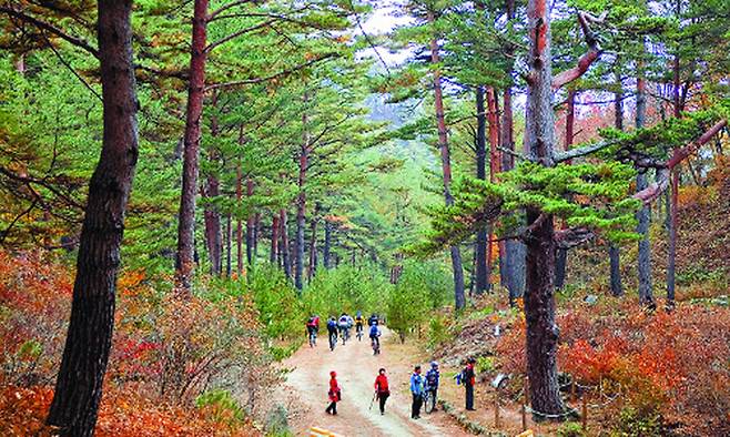 관광객들이 국내 최대 규모의 울진 금강소나무길을 걷고 있다. 경북도 제공