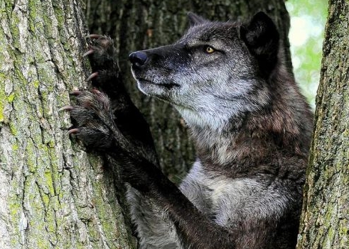 늑대는 며느리발톱을 이용해서 나무를 쉽게 오른다.