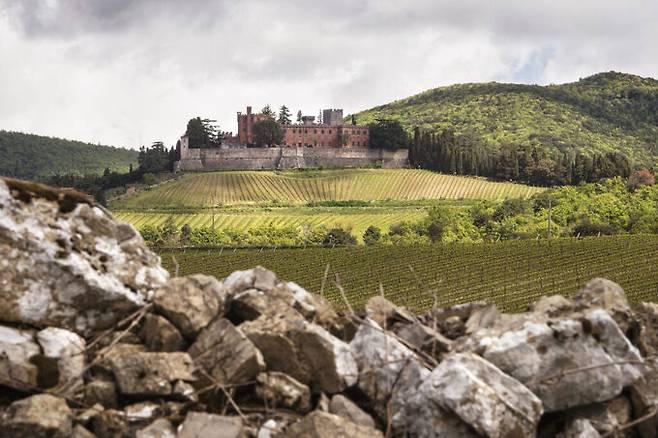 리카솔리 포도밭