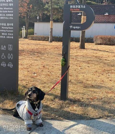 서울 마포구 문화비축기지에 설치된 반려견 대기소 앞에서 화장실에 간 주인을 개가 기다리고 있다. 서울시 제공