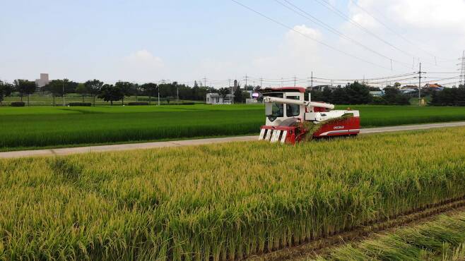 쌀 수확 장면. /뉴스1