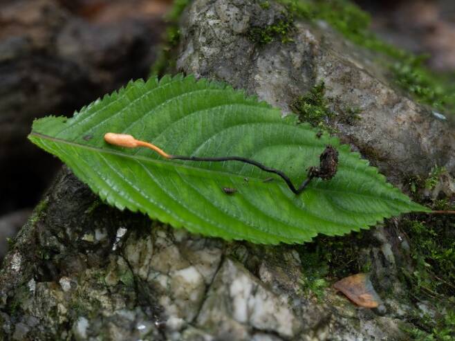노린재포식동충하초 -동충하초 중 가장 쉽게 발견할 수 있는 버섯. 습기가 가득한 숲속의 낙엽을 자세히 관찰해 보면 작게 빠져나온 주황색 머리(자좌)를 관찰 할 수 있다. 박상영 제공