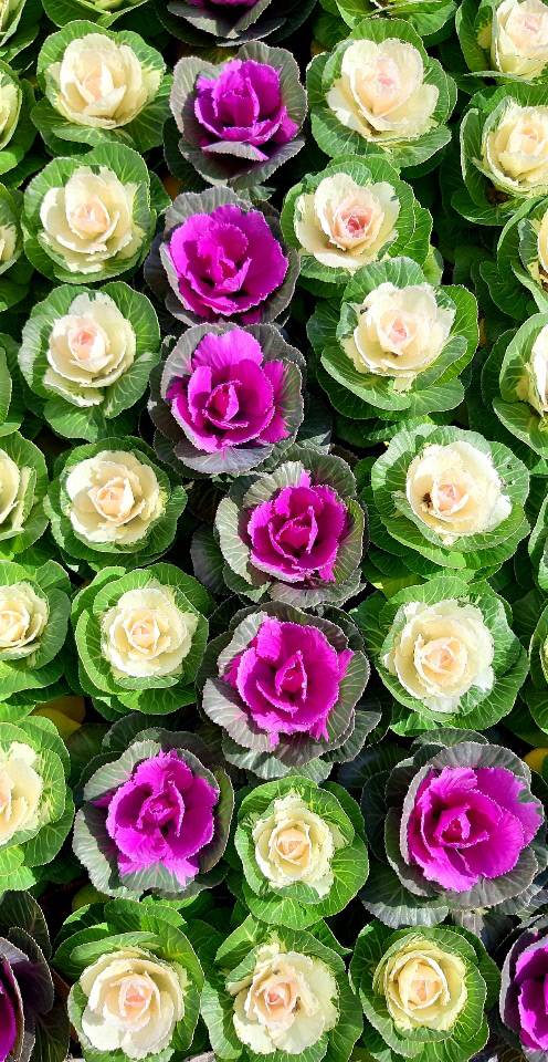 2021년 11월16일 서울 용산 국방부 영내의 꽃양배추.