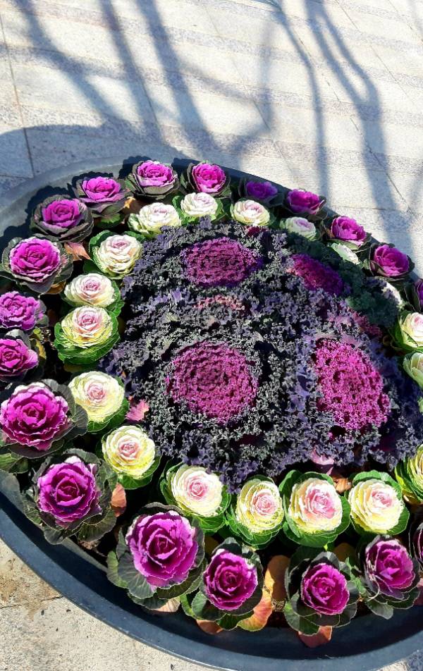 서울시청광장 대형 화분에 식재된 형형색색의 꽃양배추. 2020년 11월21일 촬영