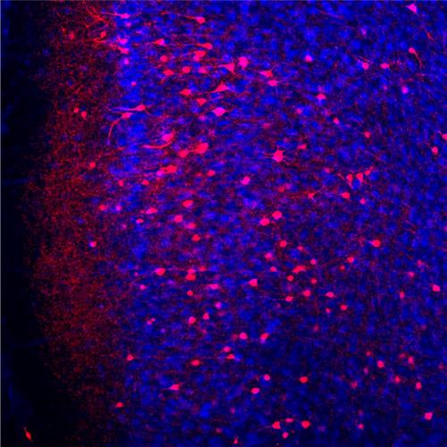 전전두피질 기억세포 전전두피질의 신경세포는 푸른색이며, 빨간색으로 표시된 세포가 기억세포다. [조준형 교수 제공. 재판매 및 DB 금지]
