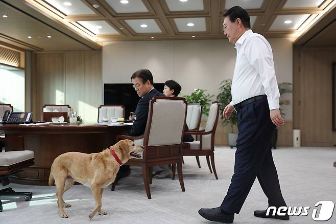 윤석열 대통령이 26일 용산 대통령실 청사에서 열린 수석비서관회의 사전 티타임에서 최근 분양받은 은퇴 안내견 '새롬이'를 바라보고 있다. (대통령실 제공) 2022.12.26/뉴스1 ⓒ News1 오대일 기자