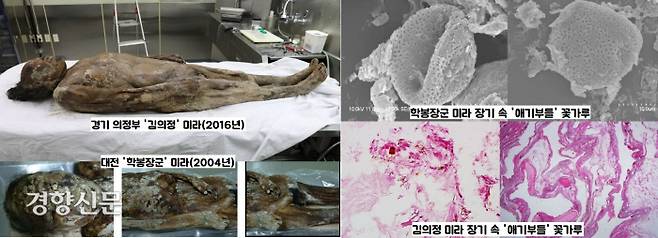 2004년 대전에서 출토된 ‘학봉장군’ 미라와 2016년 경기 의정부서 나온 ‘김의정’ 미라에는 공통점이 있다. 두 미라의 주인공은 피를 토하는 폐질환을 앓았구요. 치료를 위해 지혈제인 ‘애기부들 꽃가루’를 약으로 복용하다가 숨진 것으로 추정됐다.|김한겸 고려대 명예교수 제공